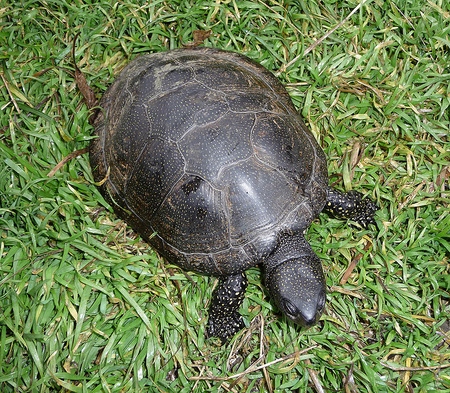 Soorten schildpadden: wat moet je herinneren voordat je begint?