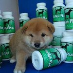 Vitaminen voor honden