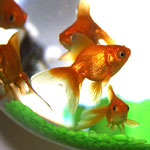Plagen van het aquarium: hoe om te gaan met hen?