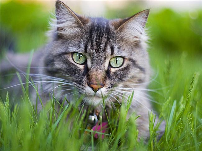 Waarom eten katten gras?