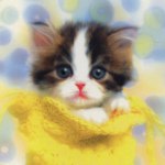 Obstipatie bij de kitten