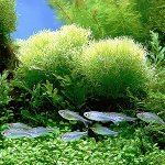 Het aquarium is groen. Wat moet ik doen? Het aquarium is groen. Wat moet ik doen?