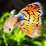 Viviparous vissen in een aquarium
