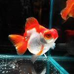 Goldfish telescoop