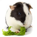 Tanden van cavia's: belangrijkste problemen