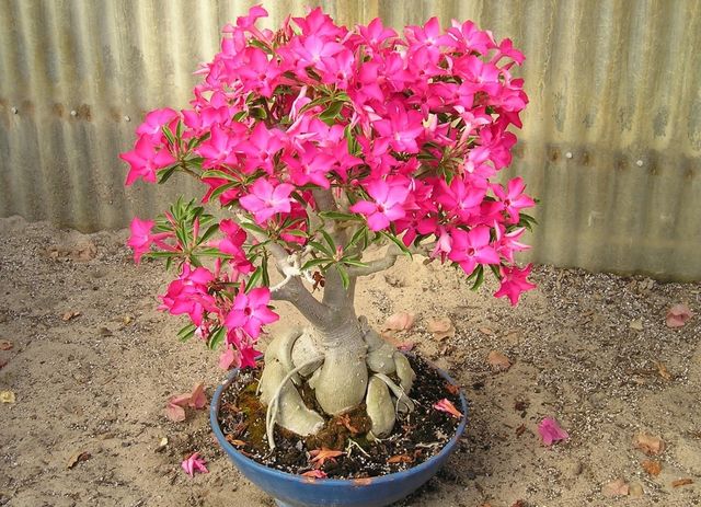Zorg voor adenium