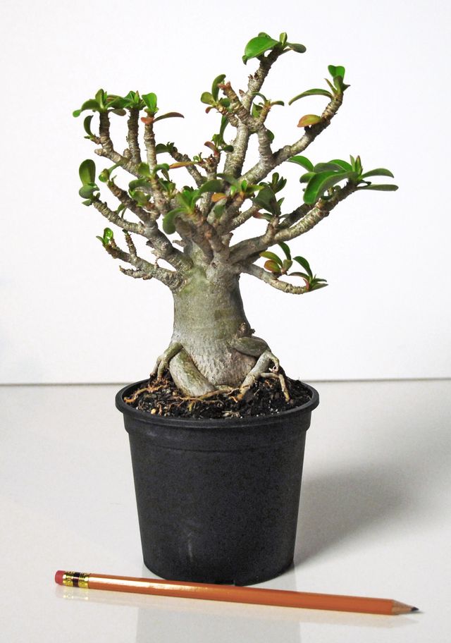 Zorg voor adenium