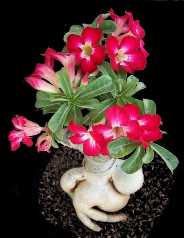 Zorg voor adenium