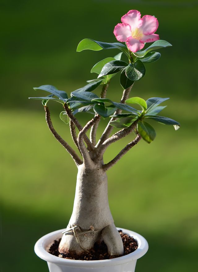Adenium - thuiszorg (foto, video). Hoe goed te zorgen voor een bloemadenium