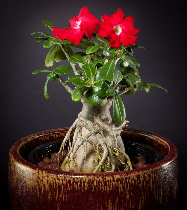 Zorg voor adenium