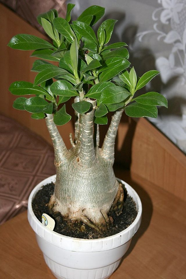 Zorg voor adenium