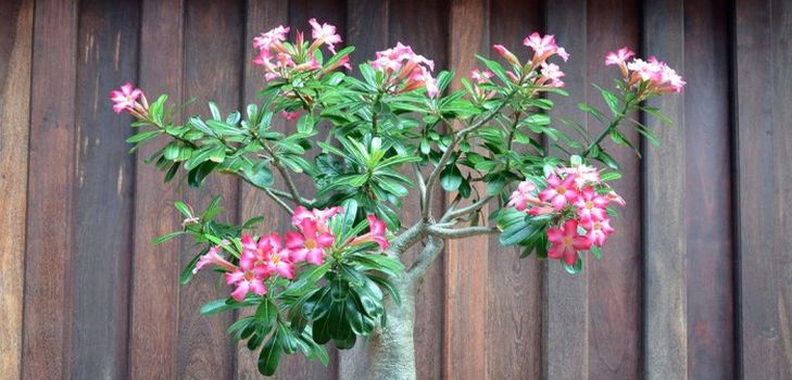 Zorg voor adenium