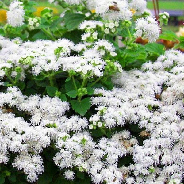 Ageratum: planten en verzorgen. Populaire variëteiten