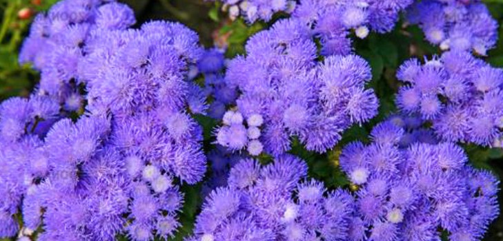 Ageratum: planten en verzorgen. Populaire variëteiten