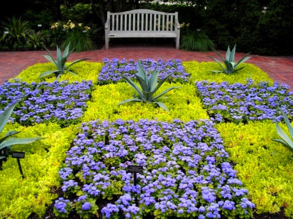 Ageratum: planten en verzorgen. Populaire variëteiten