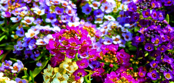 Alyssum: planten en verzorgen, foto's van de beste rassen