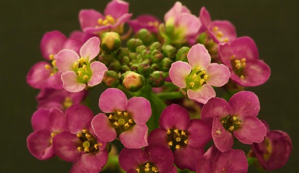 Alyssum: planten en verzorgen, foto's van de beste rassen