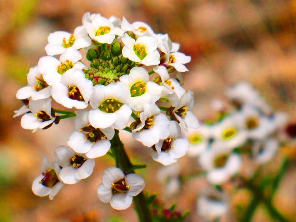 Alyssum: planten en verzorgen, foto's van de beste rassen