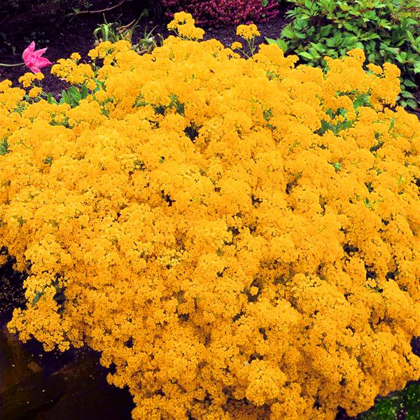 Alyssum: planten en verzorgen, foto's van de beste rassen