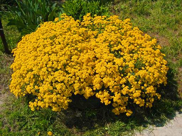 Alyssum: planten en verzorgen, foto's van de beste rassen