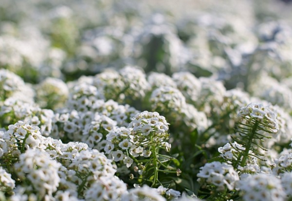 Alyssum: planten en verzorgen, foto's van de beste rassen