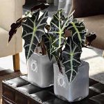 Alocasia en zorg voor haar Alocasia en zorg voor haar