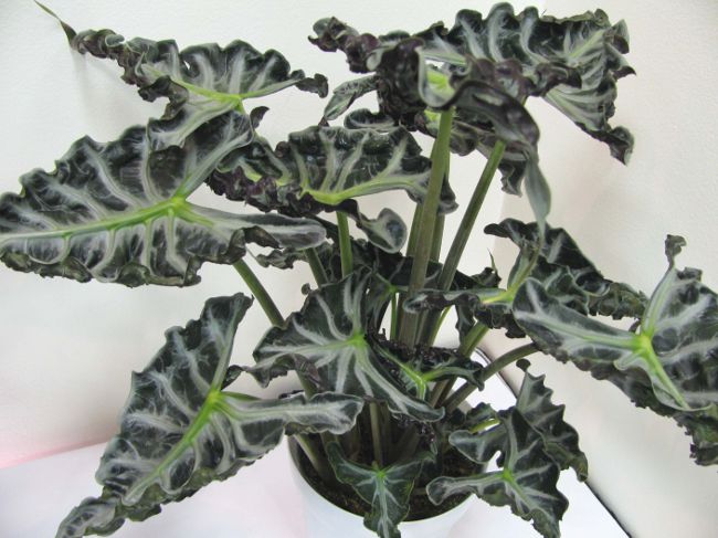 Alocasia en zorg voor haar