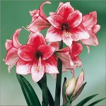 Amaryllis en hippeastrum: tweelingbroers Amaryllis en hippeastrum: tweelingbroers