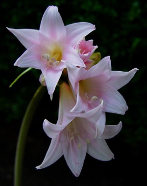 Amaryllis en hippeastrum: tweelingbroers Amaryllis en hippeastrum: tweelingbroers