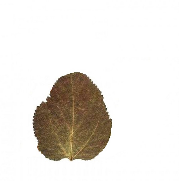 Applique van herfstbladeren voor kleuterschool en 1-2 klassen van school, hoofdklassen met foto en video