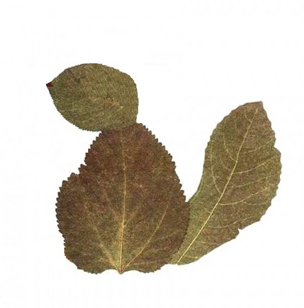 Applique van herfstbladeren voor kleuterschool en 1-2 klassen van school, hoofdklassen met foto en video