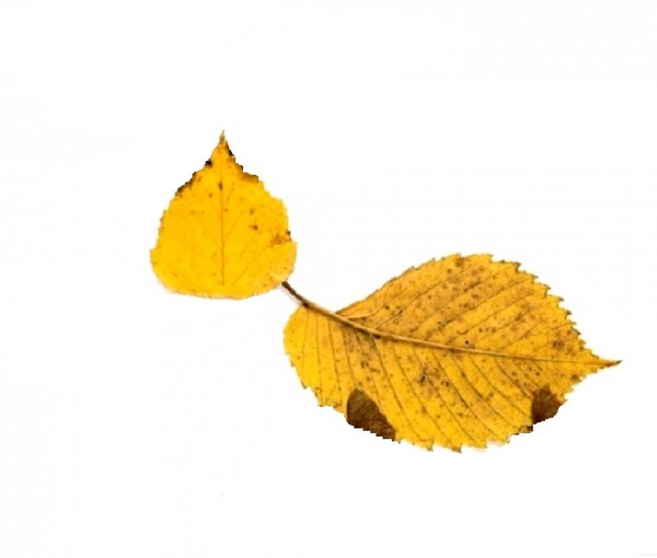 Applique van herfstbladeren voor kleuterschool en 1-2 klassen van school, hoofdklassen met foto en video