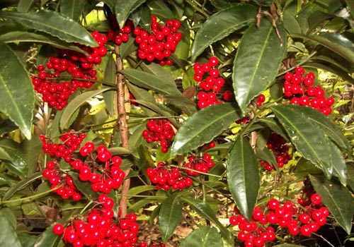 Ardisia: zorg en foto