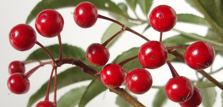 Ardisia: zorg en foto