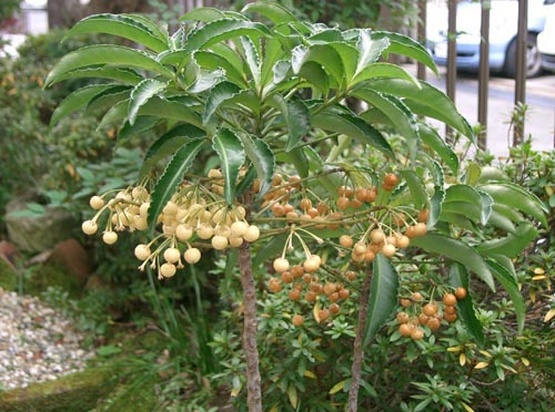 Ardisia - de meest bekende soort