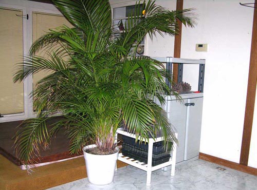 Areca. Thuiszorg