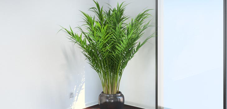 Areca, palm