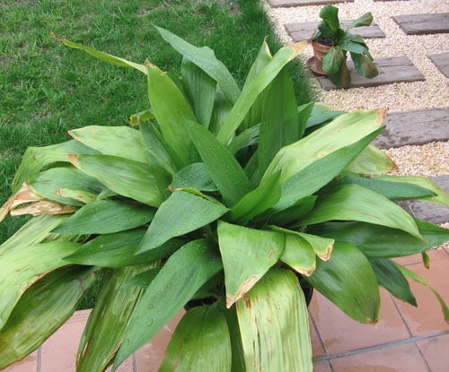 Aspidistra: foto en verzorging thuis