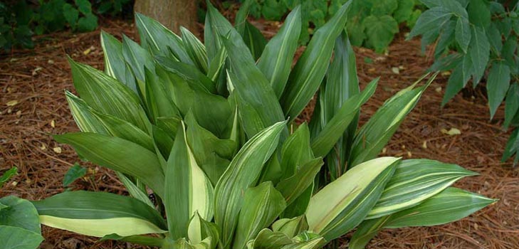 Aspidistra: zorg thuis, bloei, foto