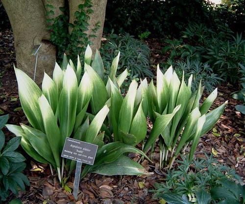 Aspidistra: thuiszorg