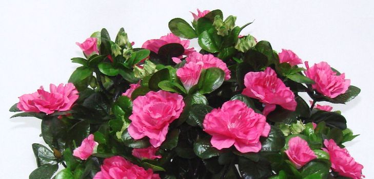 Zorg voor azalea