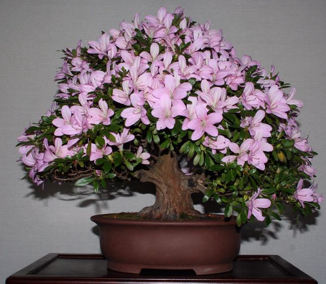 Zorg voor azalea