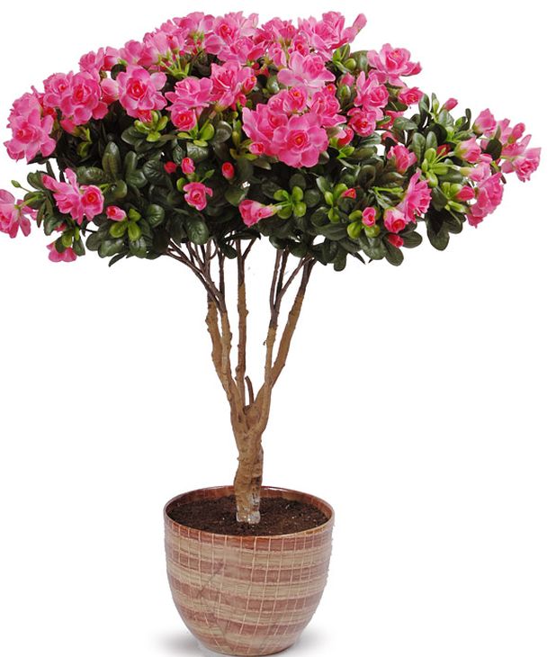 Zorg voor azalea