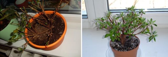 Zorg voor azalea