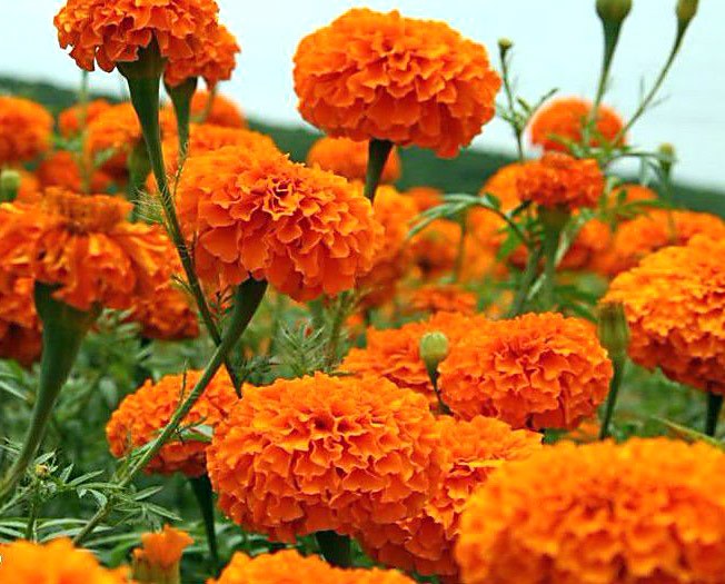 oranje bloemen