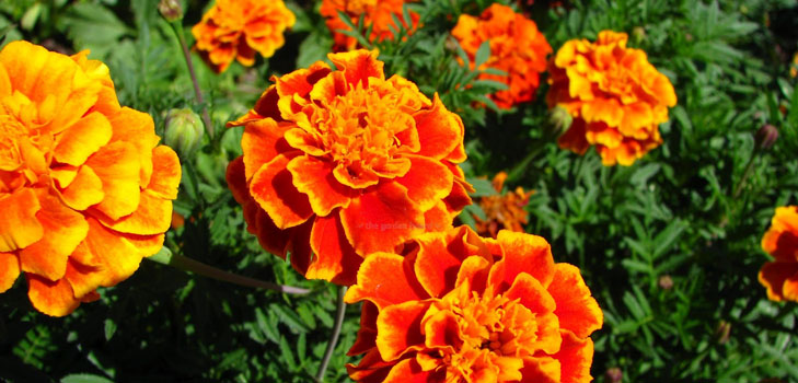 Goudsbloemen op zaailingen