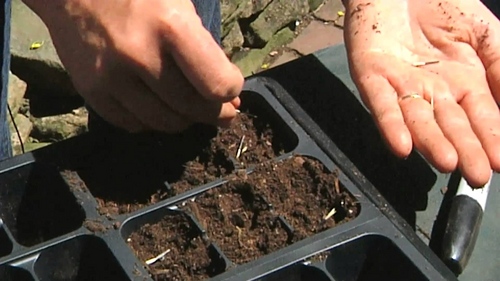 Goudsbloemen op zaailingen