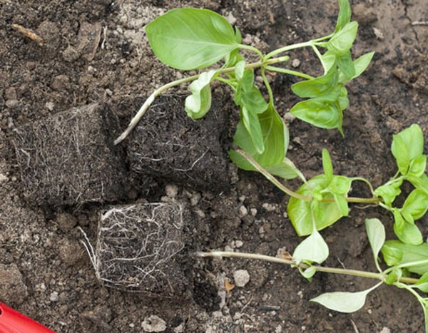 Basilicum: het kweken van pittig gras op de vensterbank en in de volle grond