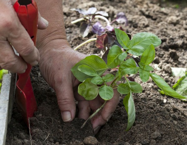 Basilicum: het kweken van pittig gras op de vensterbank en in de volle grond