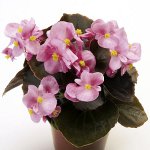 Begonia van zaden Begonia van zaden